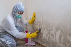 Best Industrial Mold Remediation in USA